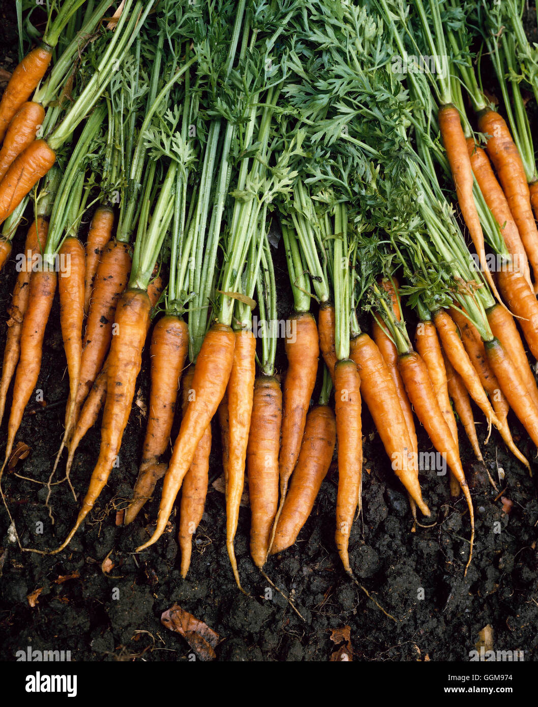 Carrot - `James Scarlet Intermediate'   VEG074791 Stock Photo